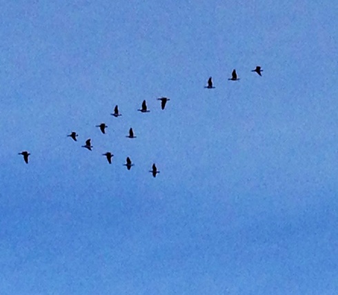 Barnacle Geese over Mere