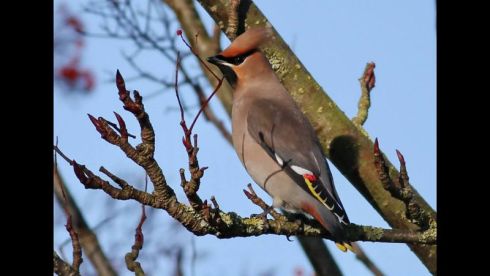 Waxwing - Rich Willison