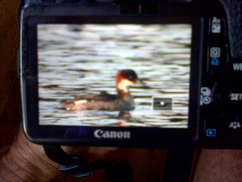 back of camera shot of the Smew from Decoy late aft - Jeff Cox